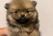 Prodaja pomeranaca i pudli
