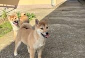 Shiba inu štenci