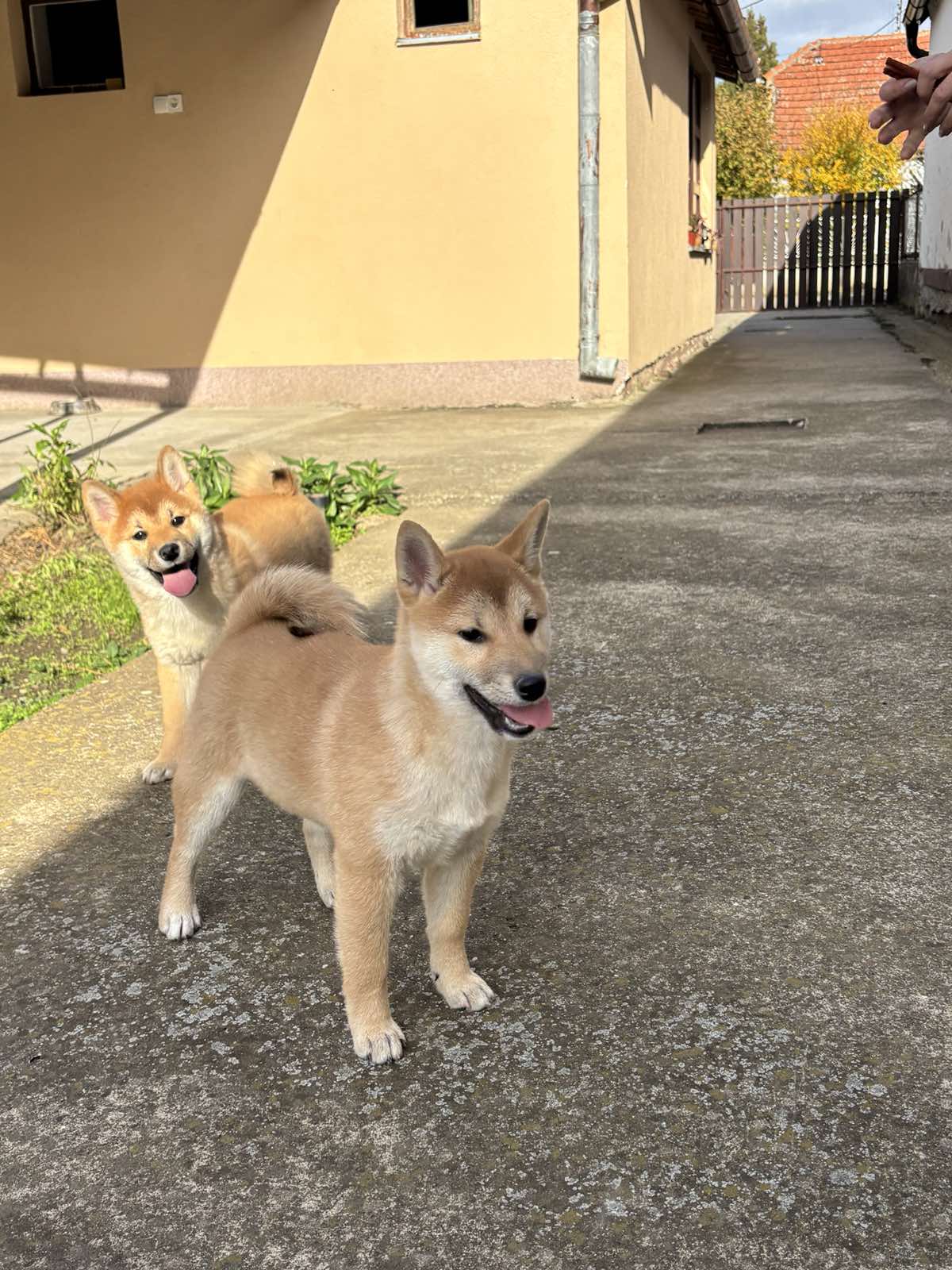 Shiba inu štenci