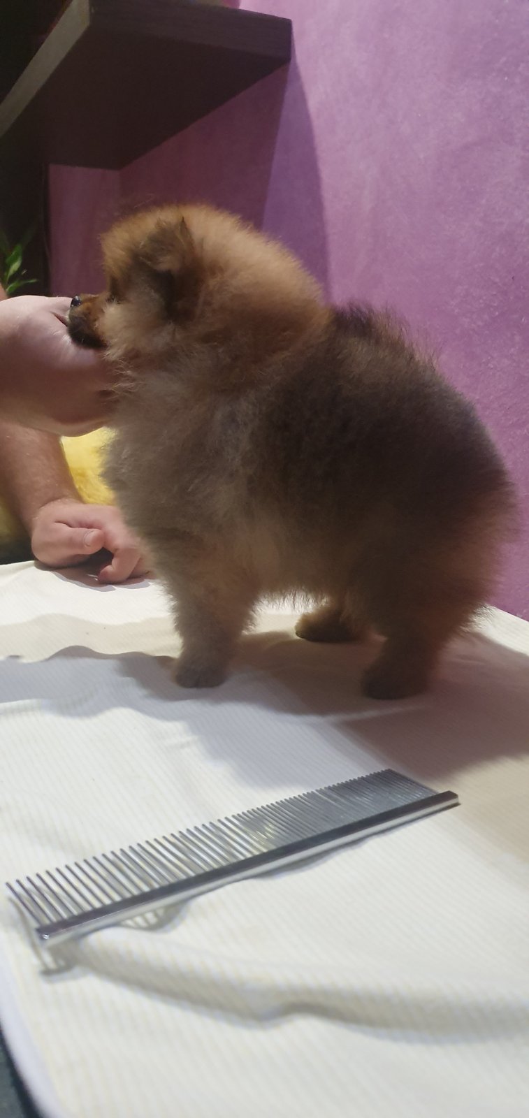 Prelepi pomeranac