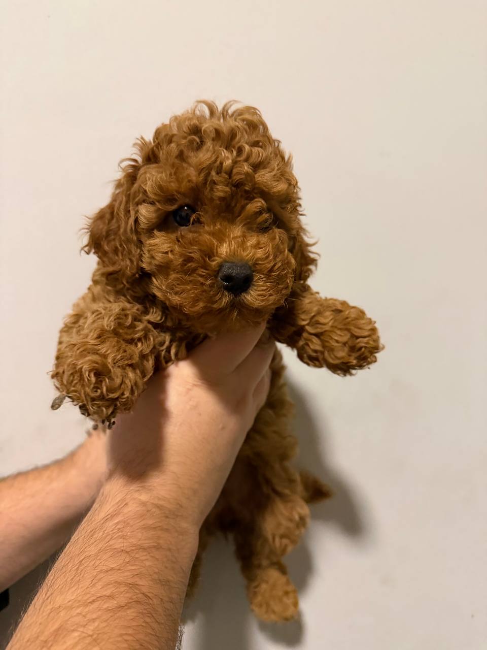 Prodaja pomeranaca i pudli