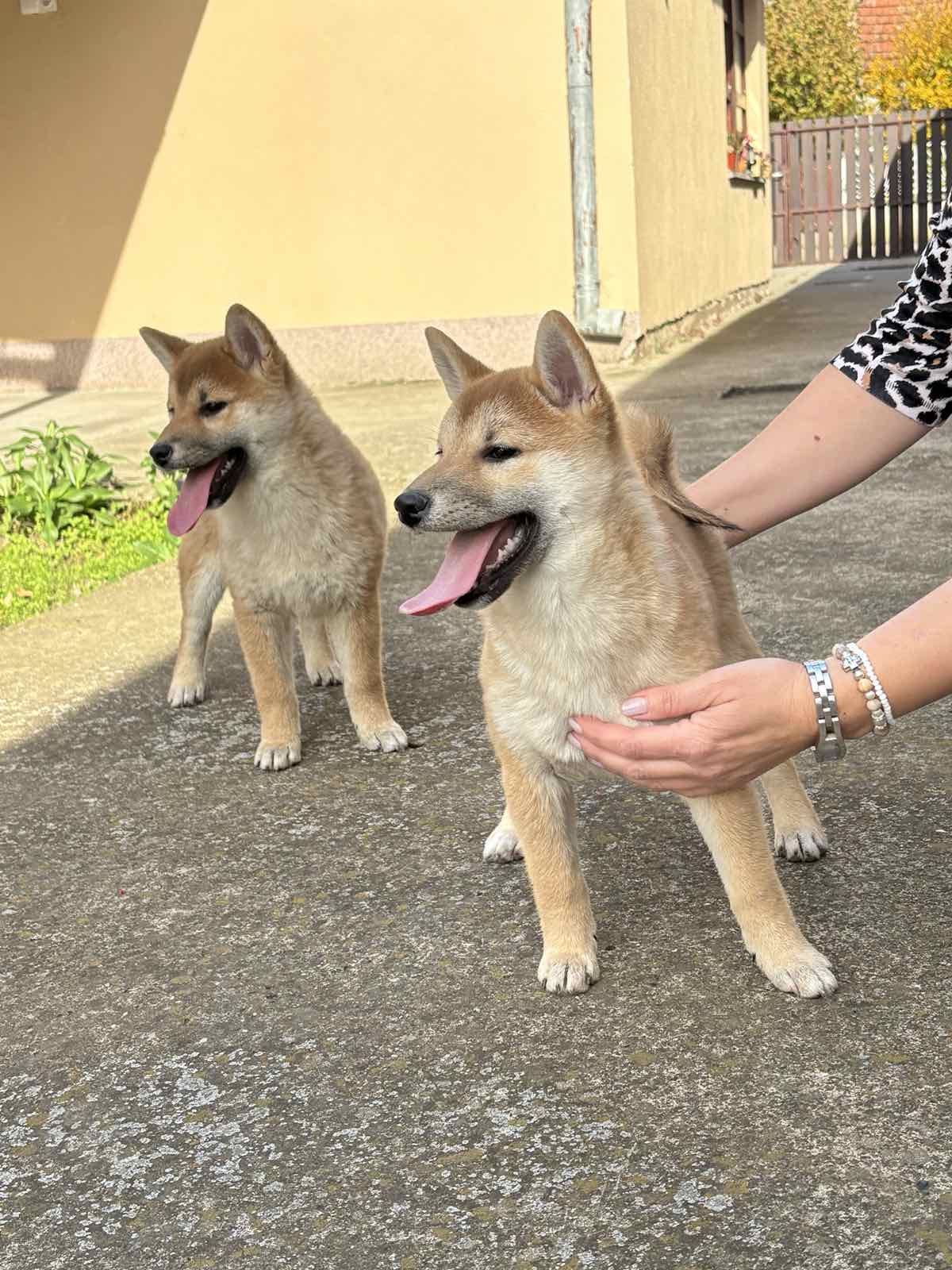 Shiba inu štenci