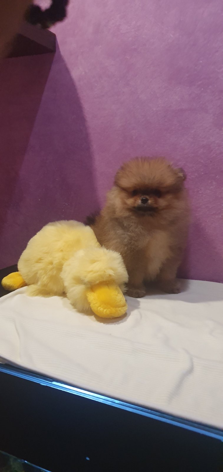 Prelepi pomeranac