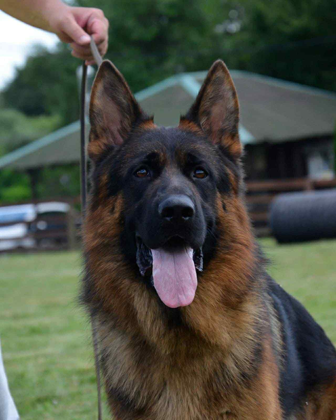 Nemacki ovcar stenad