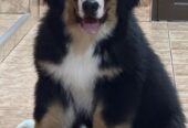 Na prodaju stenci bernskog planinskog psa, odlicnog kvaliteta