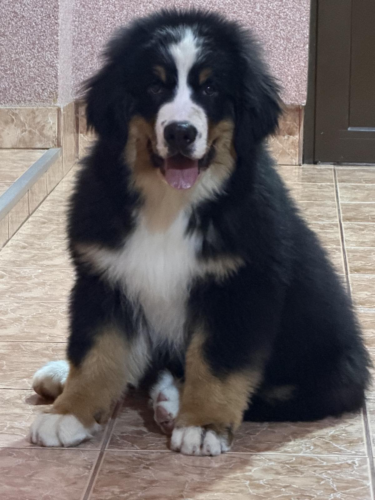 Na prodaju stenci bernskog planinskog psa, odlicnog kvaliteta