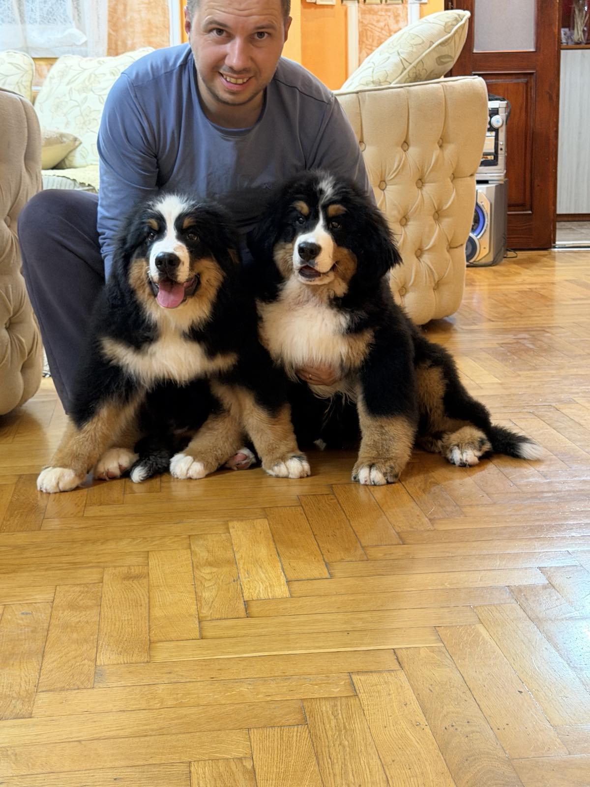 Na prodaju stenci bernskog planinskog psa, odlicnog kvaliteta