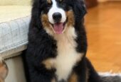Na prodaju stenci bernskog planinskog psa, odlicnog kvaliteta