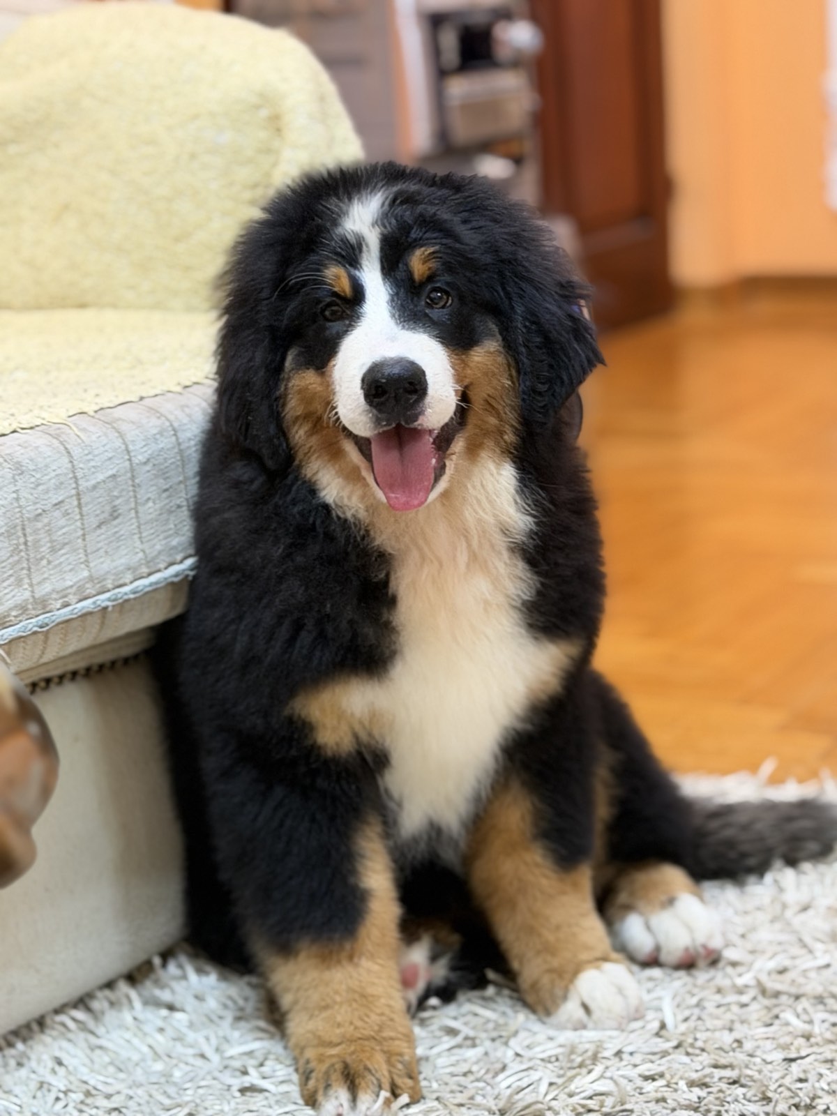 Na prodaju stenci bernskog planinskog psa, odlicnog kvaliteta