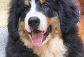 Na prodaju stenci bernskog planinskog psa, odlicnog kvaliteta