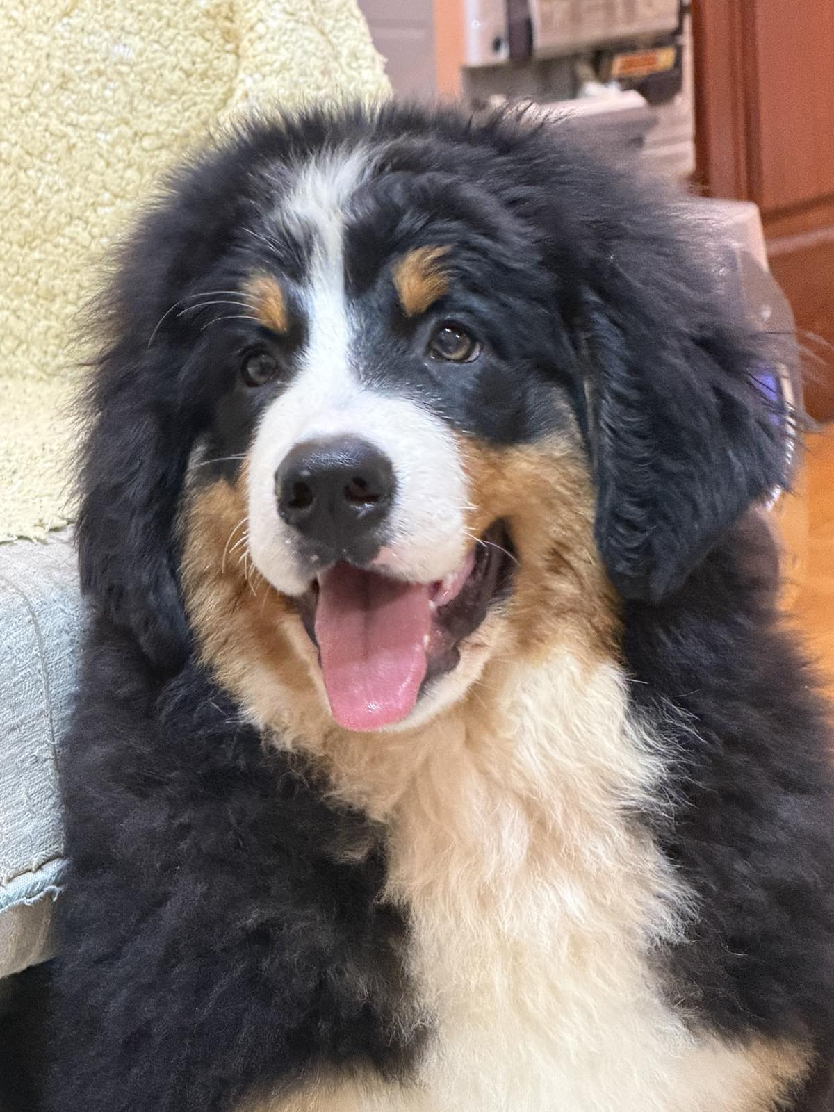 Na prodaju stenci bernskog planinskog psa, odlicnog kvaliteta