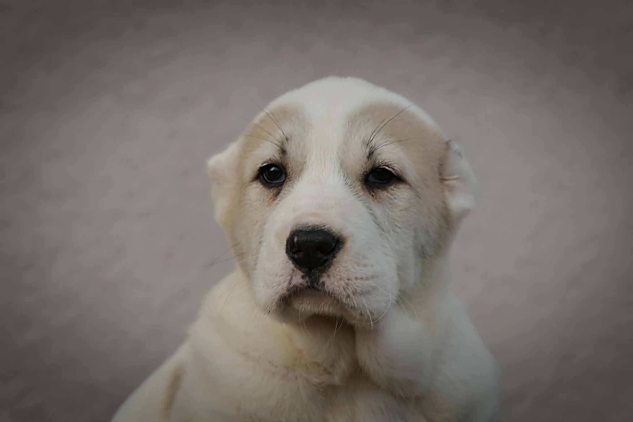 Srednjeazijski ovčar Alabai štenci