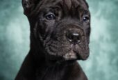 Cane Corso stenad