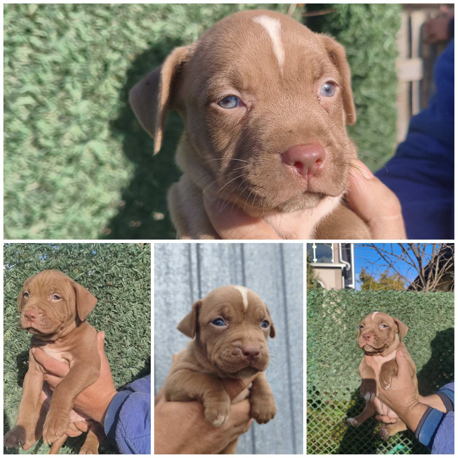 Pit bull štenci red nose lilac merle exotic