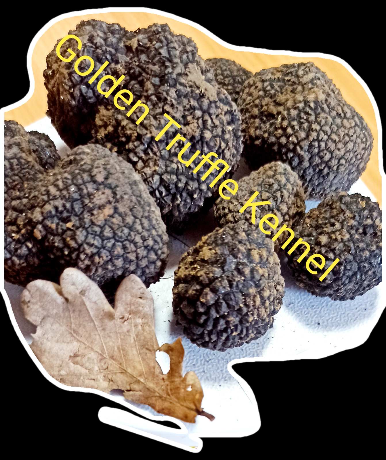 Psi za trazenje tartufa -Tartufari