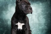 Cane Corso stenad