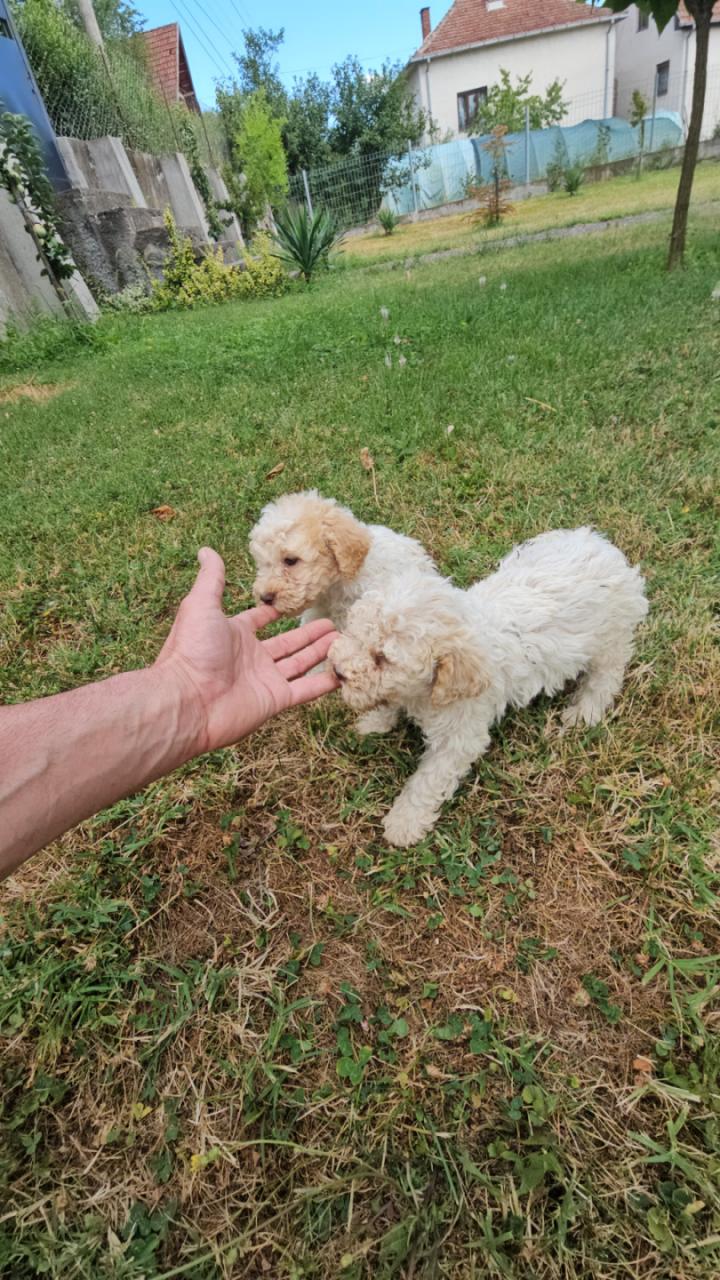 Štenci Lagoto Romanjole