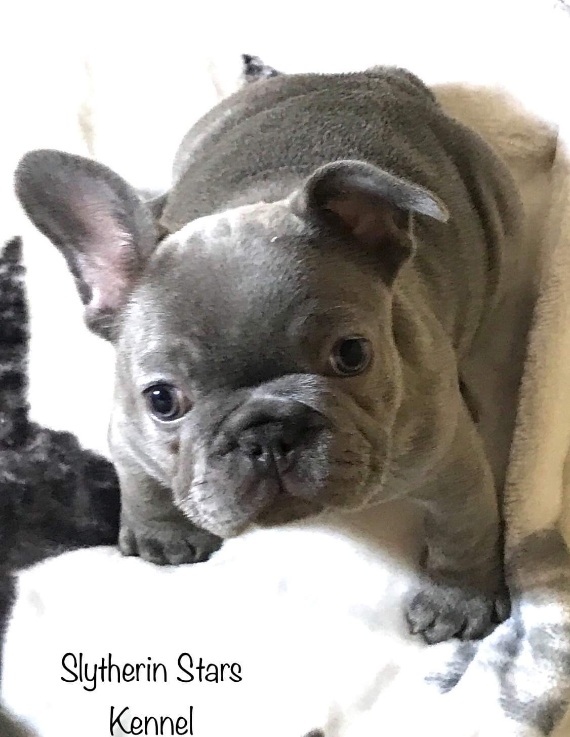 Egzoticni francuski buldog