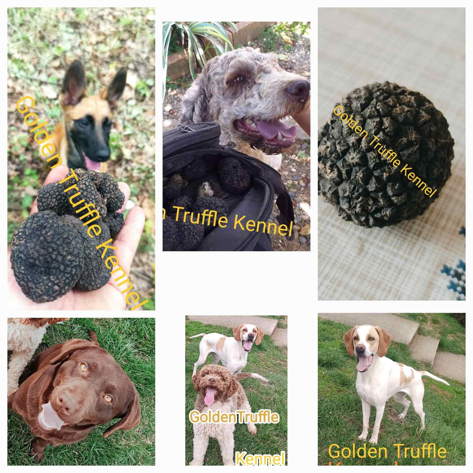 Psi za trazenje tartufa -Tartufari