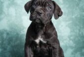 Cane Corso stenad