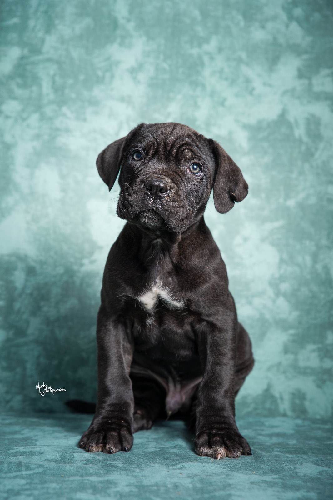 Cane Corso stenad