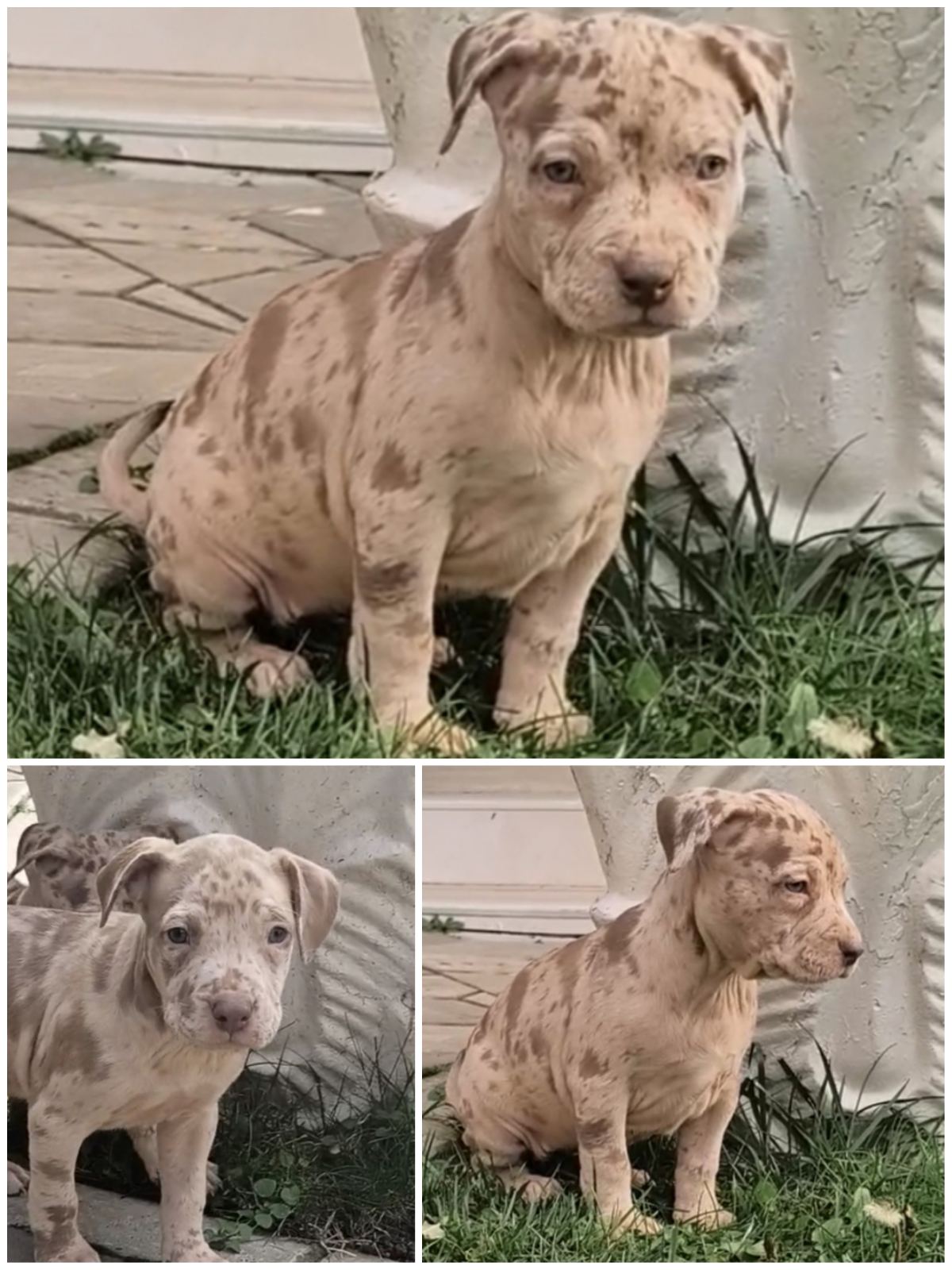 Pit bull štenci red nose lilac merle exotic