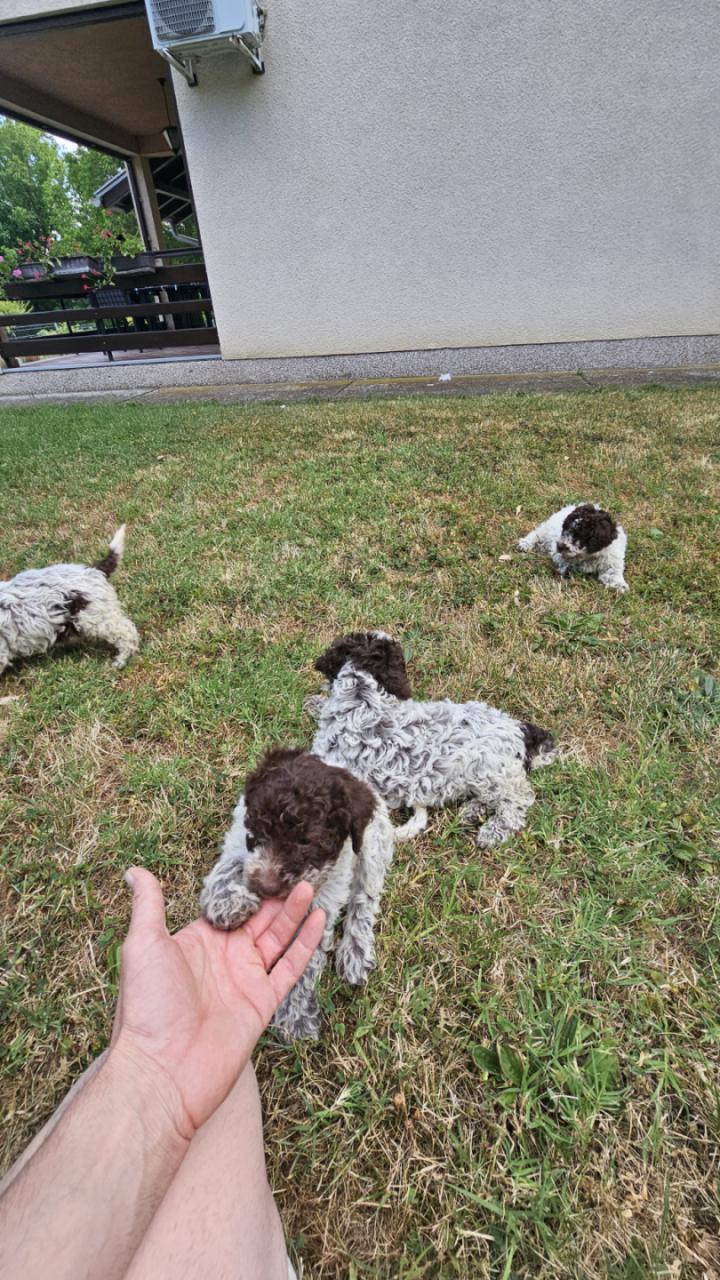 Štenci Lagoto Romanjole
