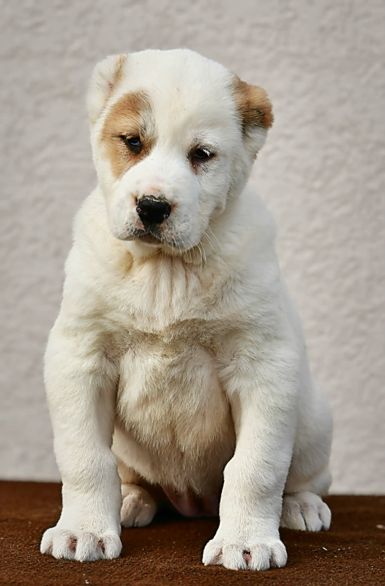 Srednjeazijski ovčar Alabai štenci