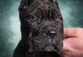 Cane Corso stenad