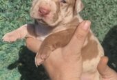Pit bull štenci red nose lilac merle exotic