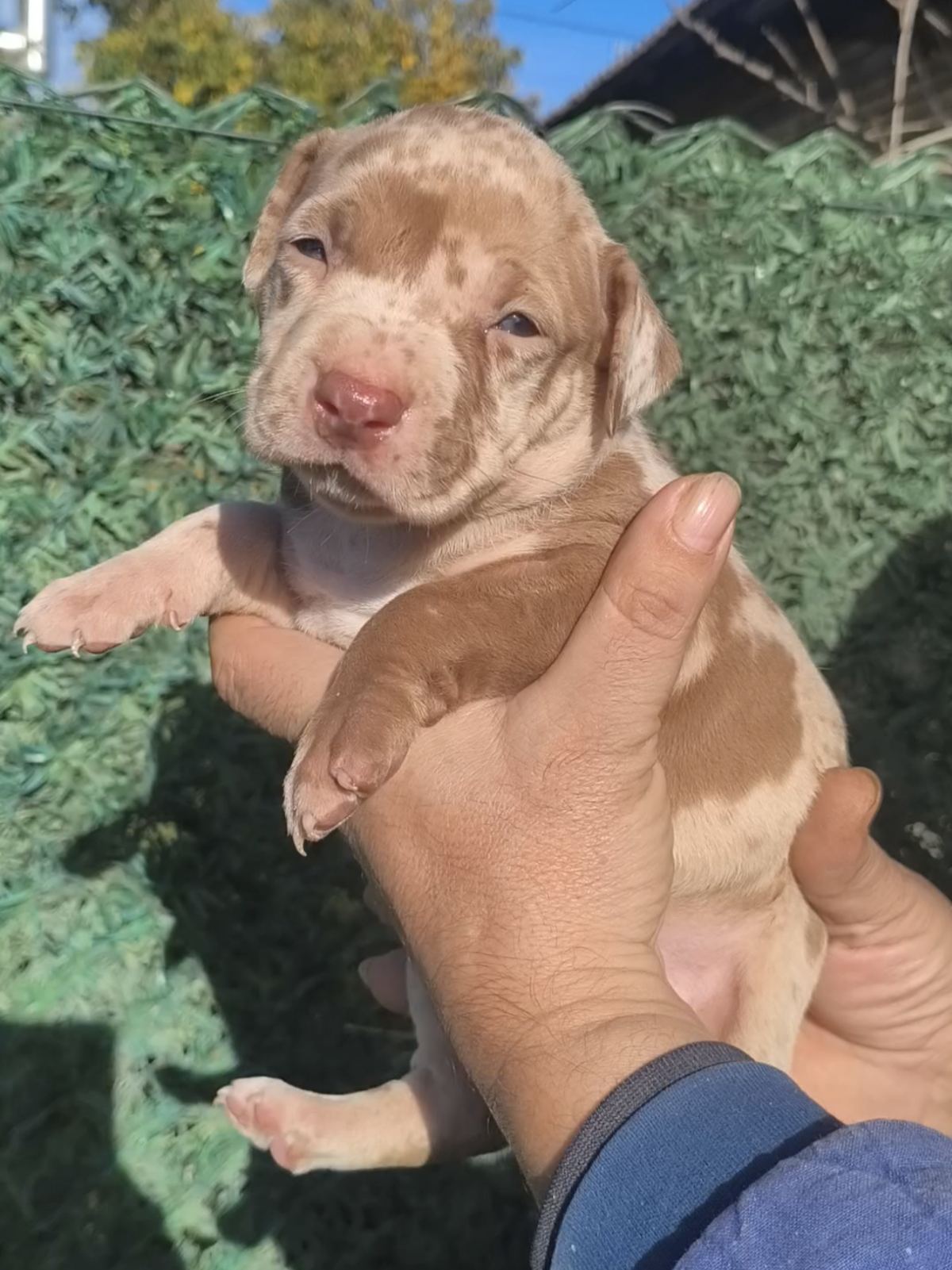 Pit bull štenci red nose lilac merle exotic