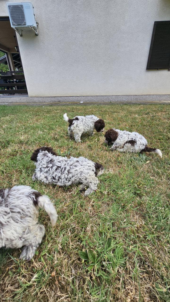 Štenci Lagoto Romanjole