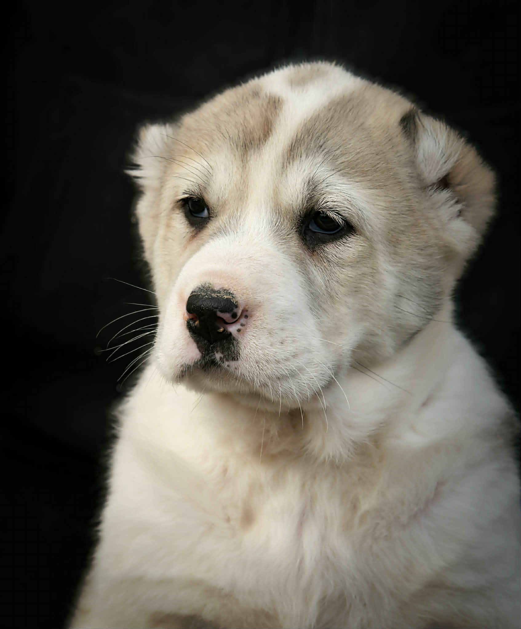 Srednjeazijski ovčar Alabai štenci