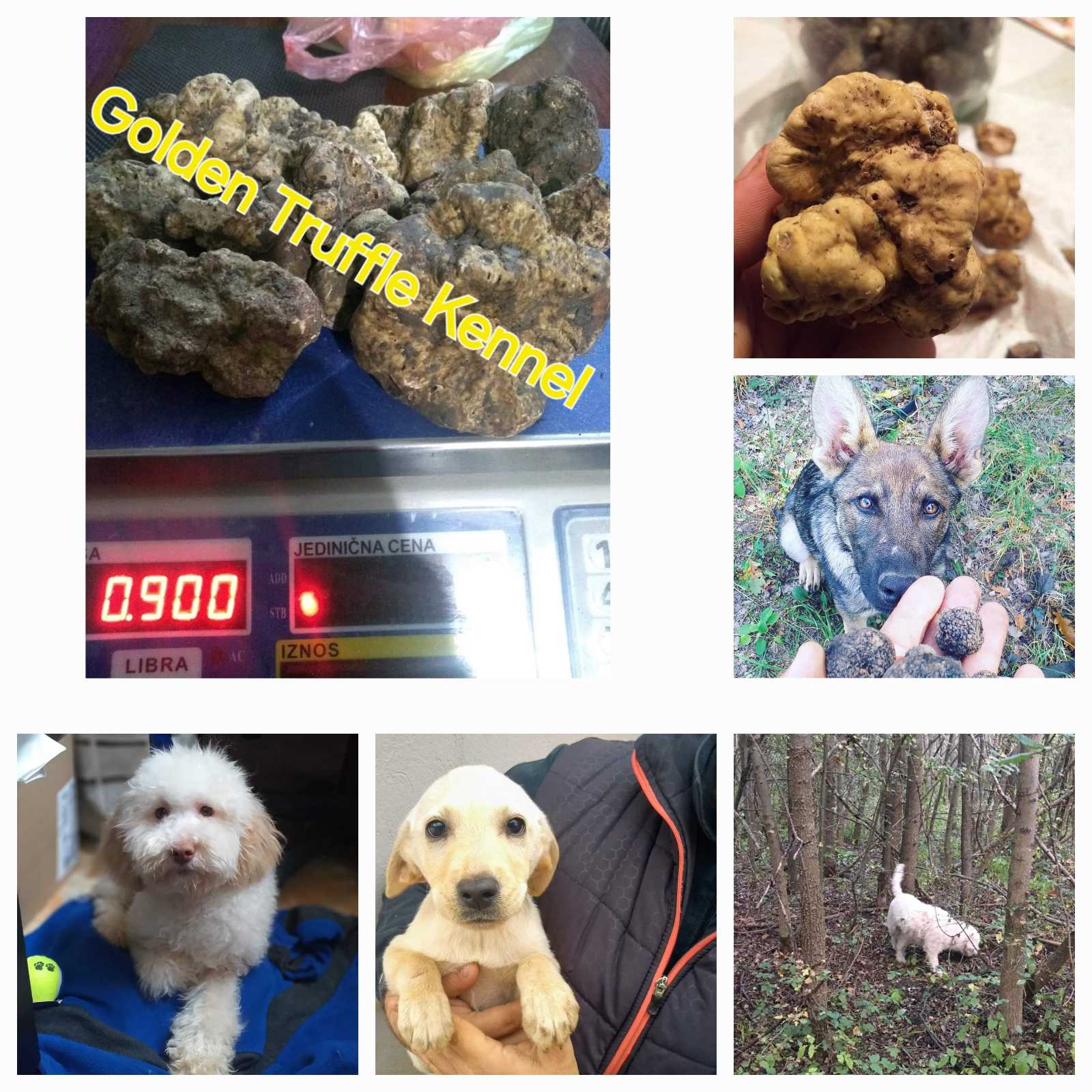 Psi za trazenje tartufa -Tartufari
