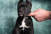Cane Corso stenad