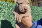 Pit bull štenci red nose lilac merle exotic