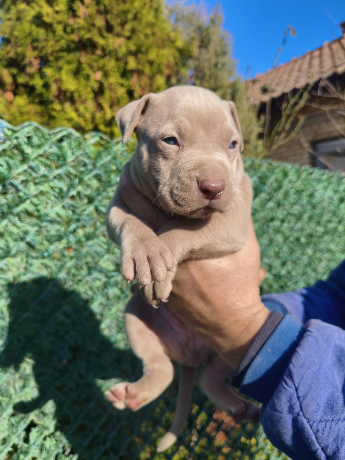 Pit bull štenci red nose lilac merle exotic