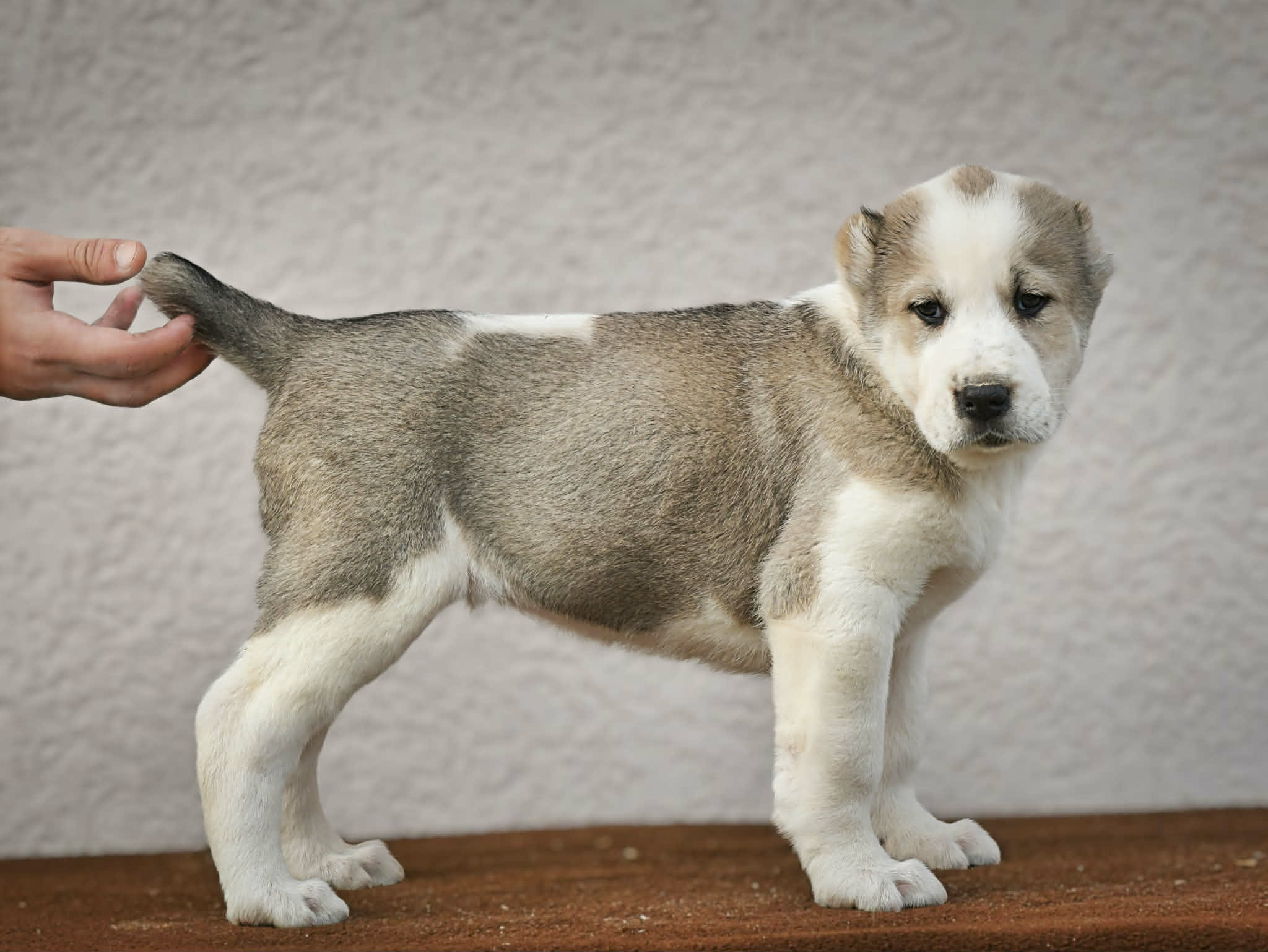 Srednjeazijski ovčar Alabai štenci