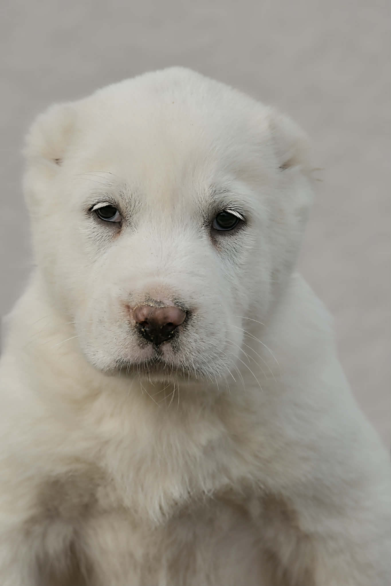 Srednjeazijski ovčar Alabai štenci