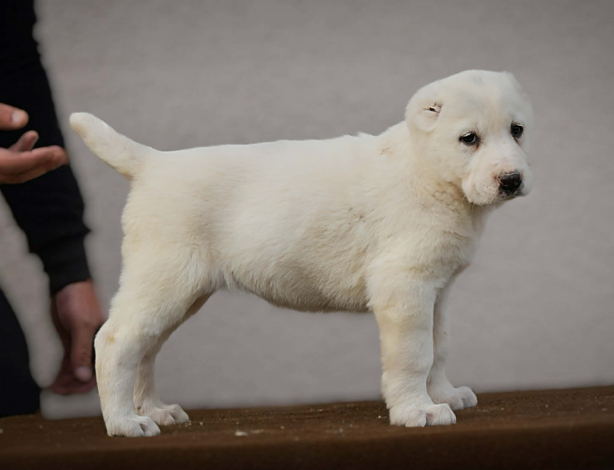 Srednjeazijski ovčar Alabai štenci