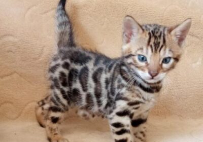 9ecff123-7d29-43af6-ac4a-4ff23ebc4a5a