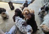 Lagotto Romagnolo, dostupni štenci