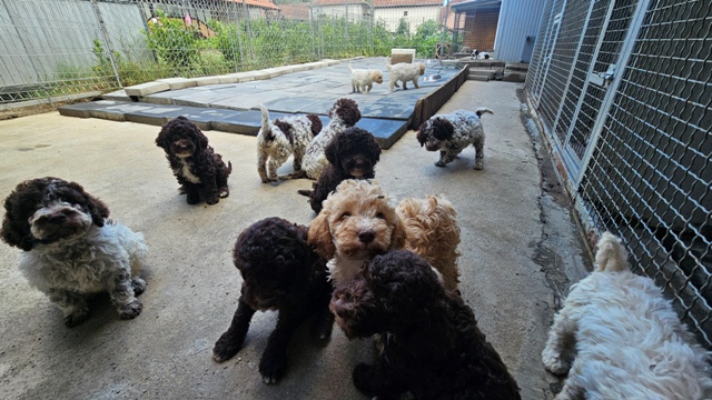 Lagotto Romagnolo, dostupni štenci