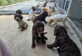 Lagotto Romagnolo, dostupni štenci