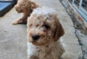 Lagotto Romagnolo, dostupni štenci