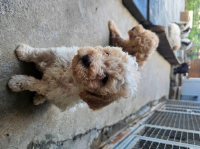 Lagotto Romagnolo, dostupni štenci