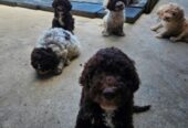 Lagotto Romagnolo, dostupni štenci