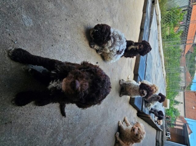 Lagotto Romagnolo, dostupni štenci