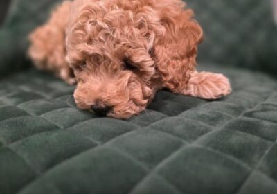 viber_image_2025-12-16_14-13-35-766