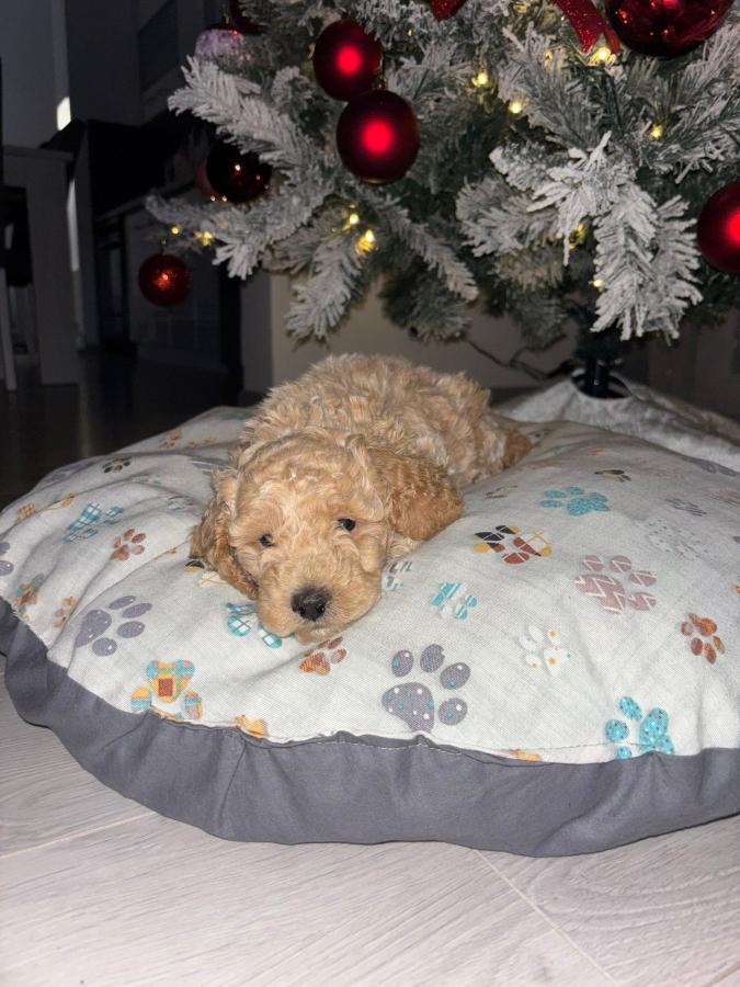 Patuljaste Pudle na prodaju